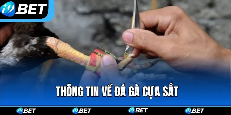Khái quát những thông tin về hình thức thi đấu đá gà cựa sắt