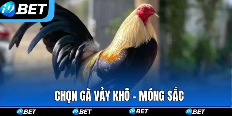 Chọn gà vảy khô - móng sắc là chiến kê nhanh nhẹn