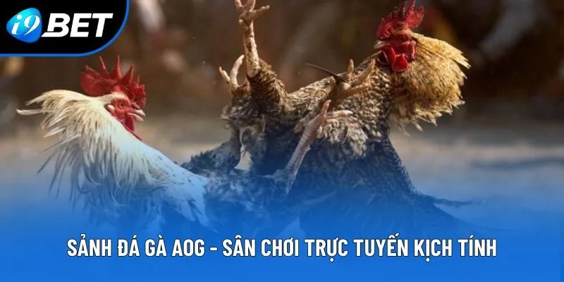 Sảnh Đá Gà AOG - Sân Chơi Trực Tuyến Kịch Tính, Minh Bạch